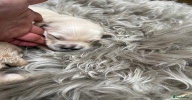 Golden Retriever dogs - Advert 6