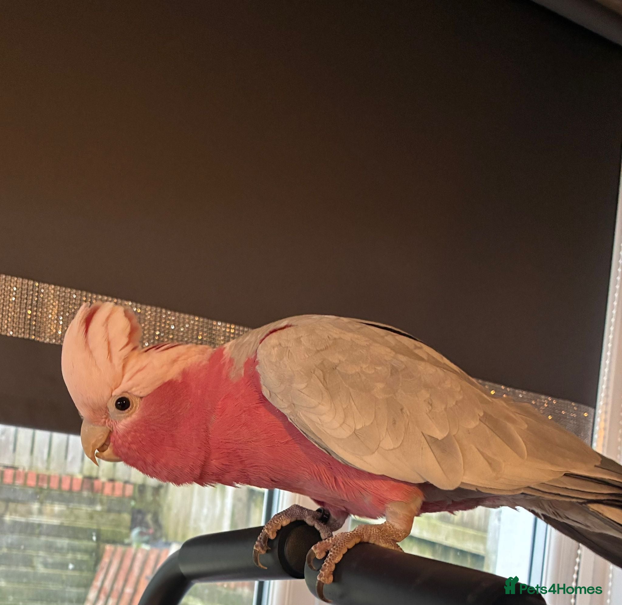 Cockatoo birds for sale: Galah cockatoo  in Pontypool - Advert 2