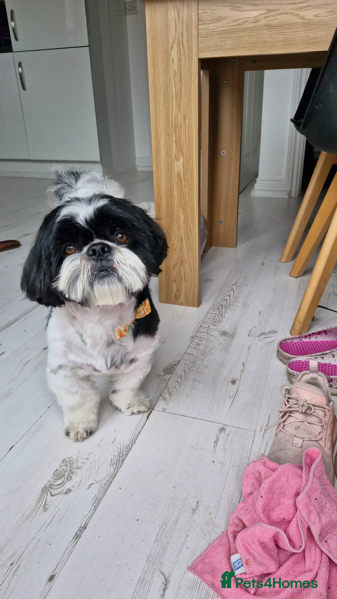 Shih Tzu dogs for stud: Lucky name in Taunton - Advert 2