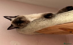 Ragdoll cats for sale: Gorgeous SealPoint Ragdoll Looking for Loving Home - Image 6