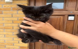 Domestic Shorthair cats for sale: 1 short hair, 3 semi long hair domestic kittens. - Image 4