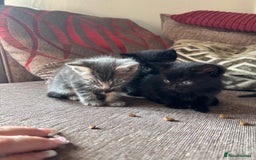 Mixed Breed cats for sale: Kittens for sale  - Image 9
