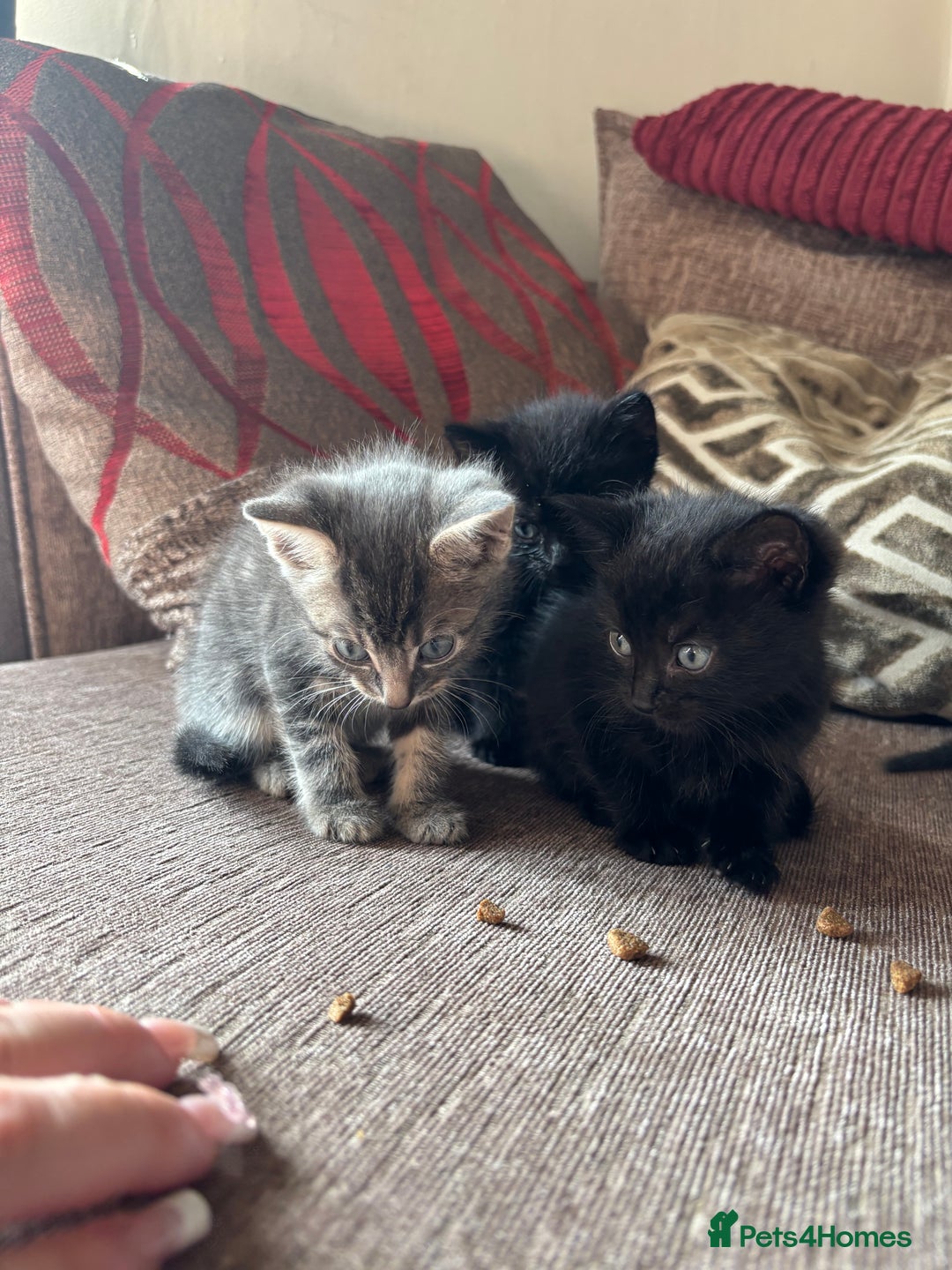Mixed Breed cats for sale: Kittens for sale  - Image 9