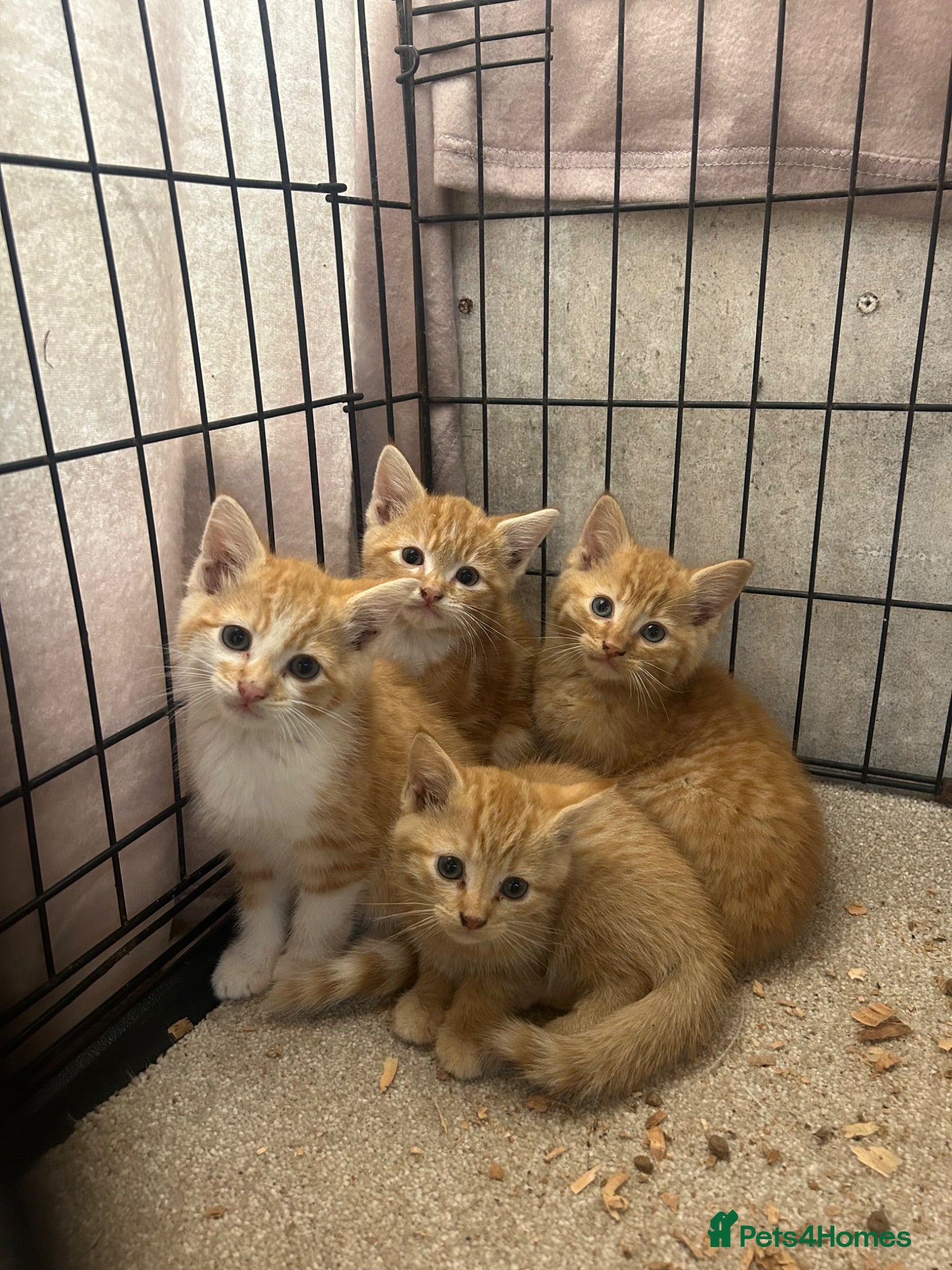 Mixed Breed cats Ginger Kittens for sale! Ready now!  - Advert 3
