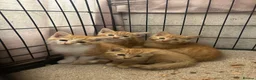 Mixed Breed cats for sale: Ginger Kittens for sale! Ready now!  - Advert 1
