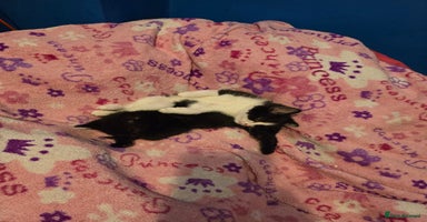 Mixed Breed cats - Advert 14