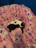 Mixed Breed cats - Advert 3