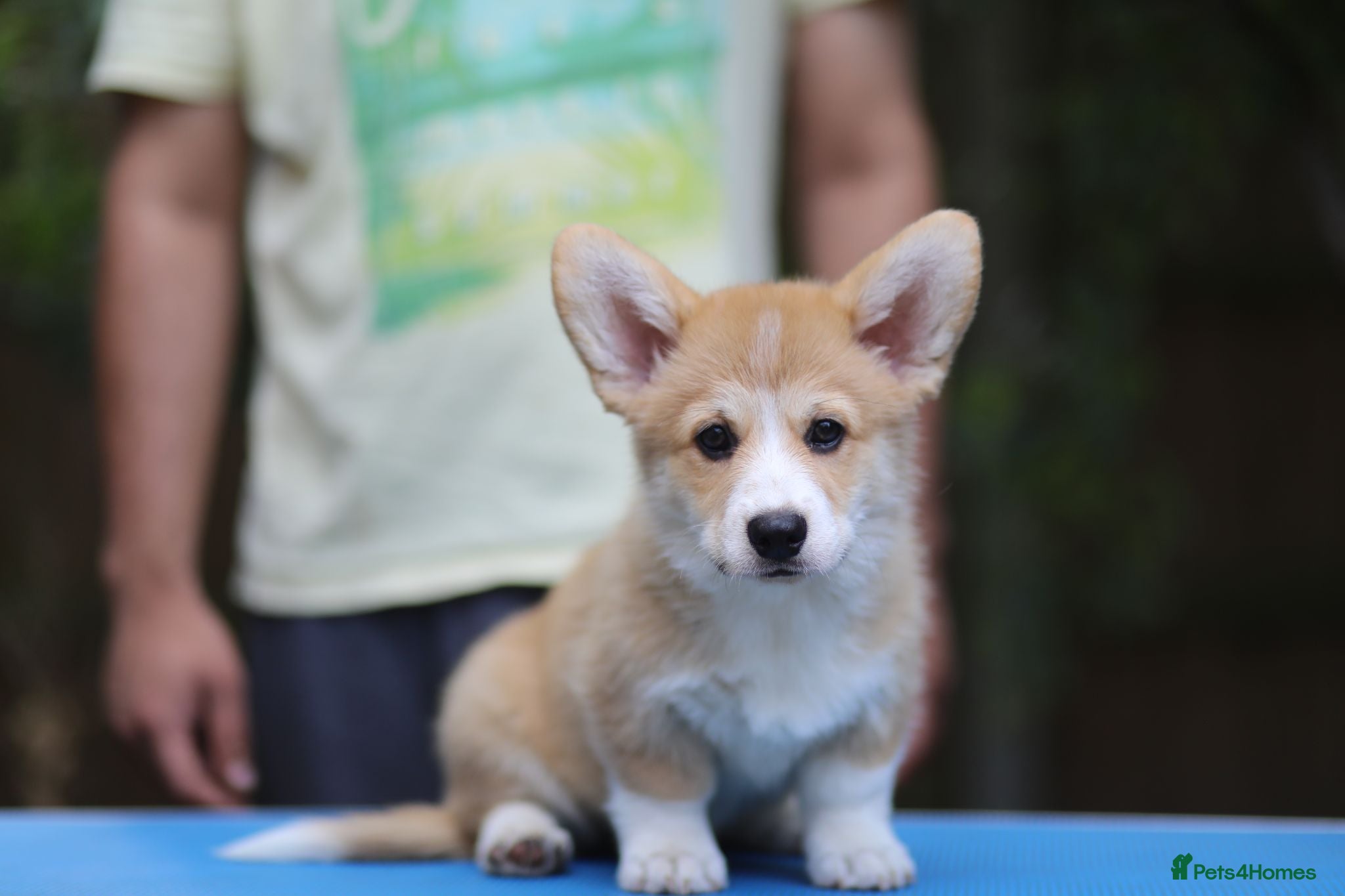 Welsh Corgi Pembroke dogs Champion Sired Corgi Pembroke puppies available  - Advert 5