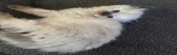 Ragdoll cats for sale: Ragdoll kittens  in Doncaster - Advert 6