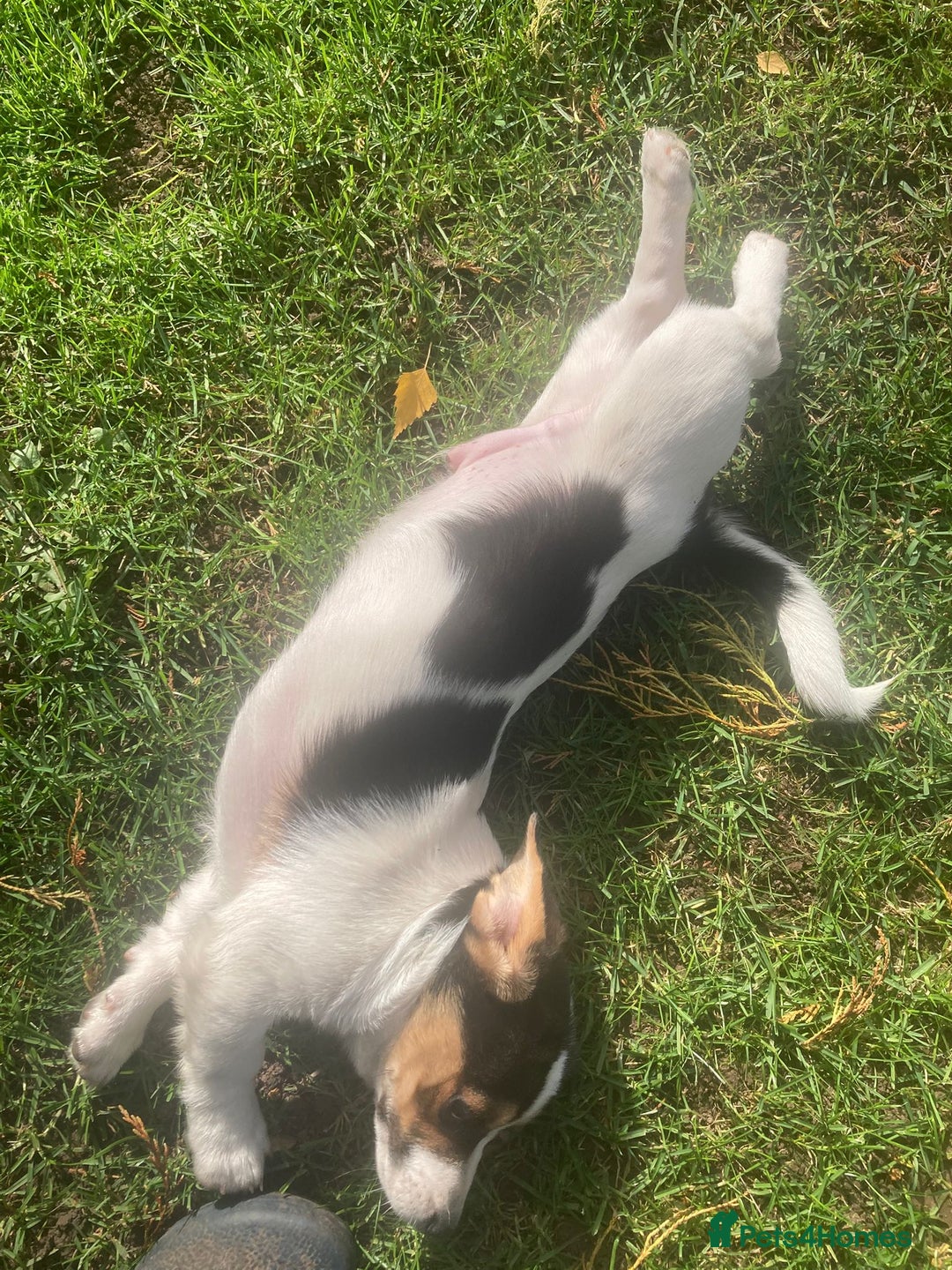Mixed Breed dogs for sale: Daxijack boy - Image 4