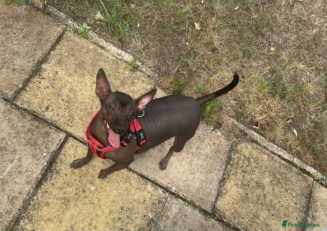 Mexican Hairless dogs for sale: Mexican Hairless, mini - Image 7