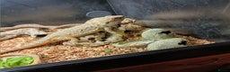 Bearded Dragon reptiles for sale: Bearded dragon and viv - Advert 2