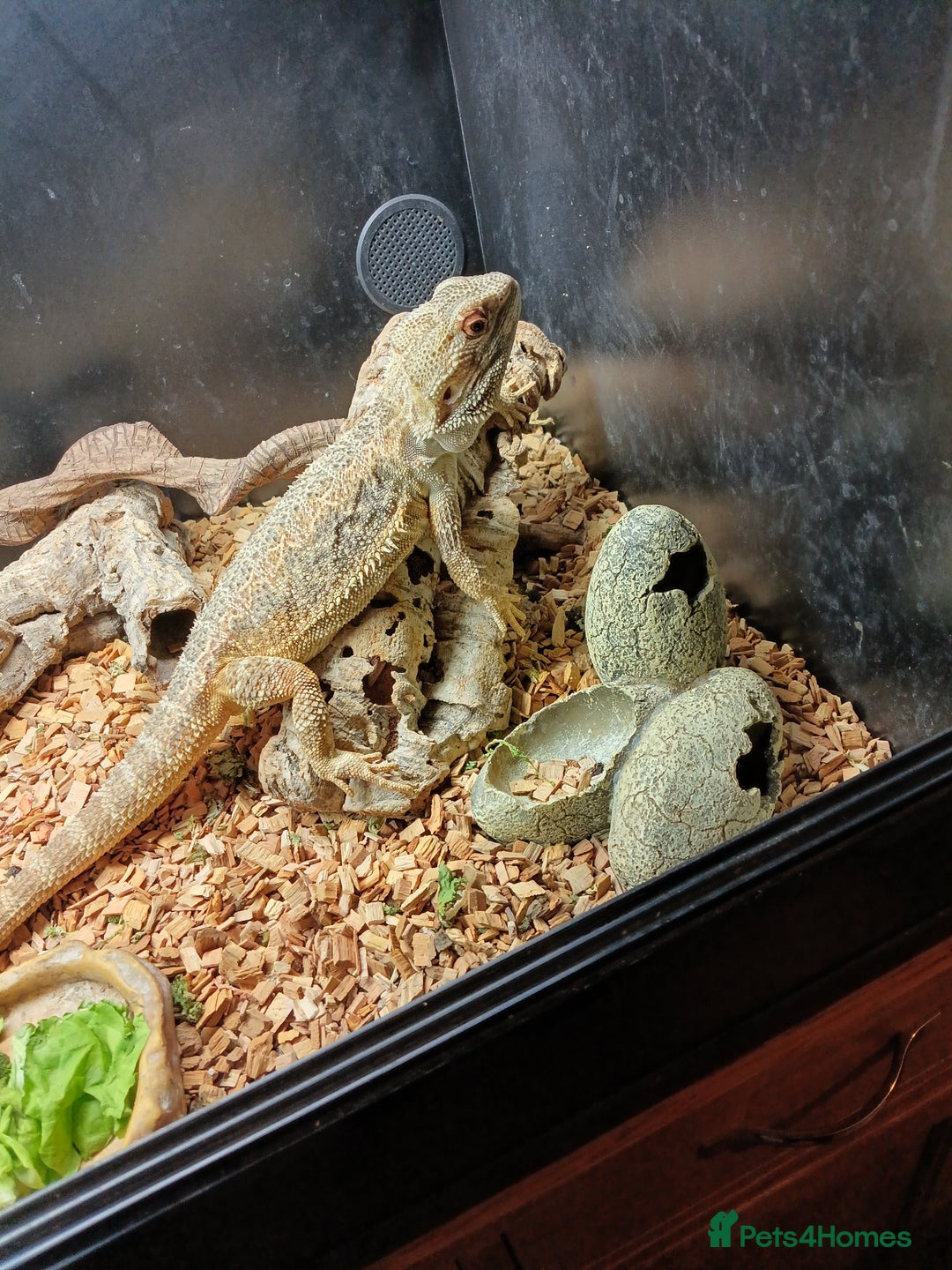 Bearded Dragon reptiles for sale: Bearded dragon and viv - Advert 2