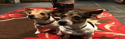 Jack Russell dogs for stud: Proven miniature Jack Russell stud in Winkleigh - Advert 10