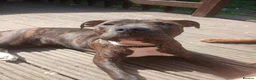 Mixed Breed dogs for sale: De ** ter in Spennymoor - Advert 2