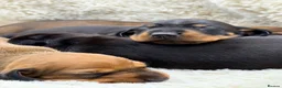 Miniature Dachshund dogs for sale: KC PRA Clear Champion lines Miniature Dachshunds - Advert 13