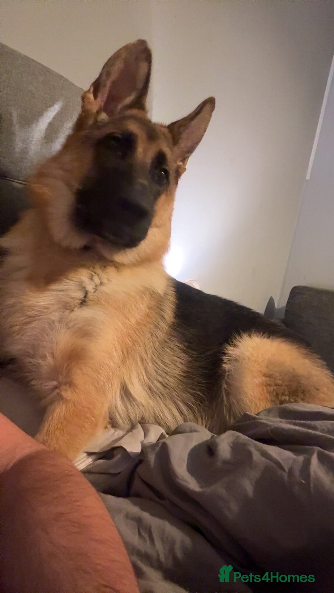 German Shepherd dogs for sale: Female German shepherd  - Image 5