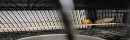 Parakeets birds for sale: Alsort cage n aviary birds  - Advert 2