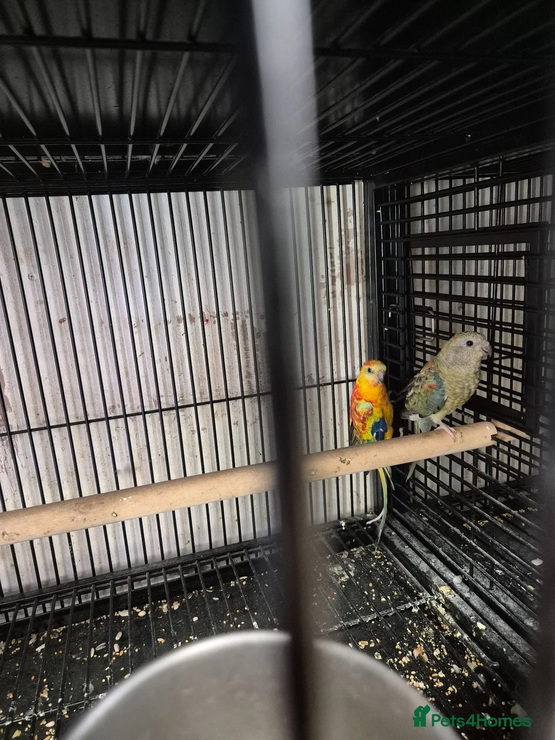 Parakeets birds for sale: Alsort cage n aviary birds  - Advert 2