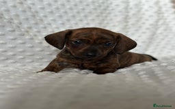 Miniature Dachshund dogs for sale: Champion lines mini Daschund last brindle boy  - Image 10