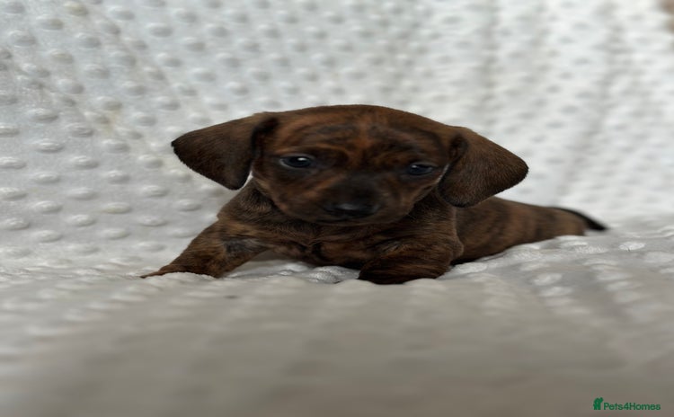 Miniature Dachshund dogs - Advert 4