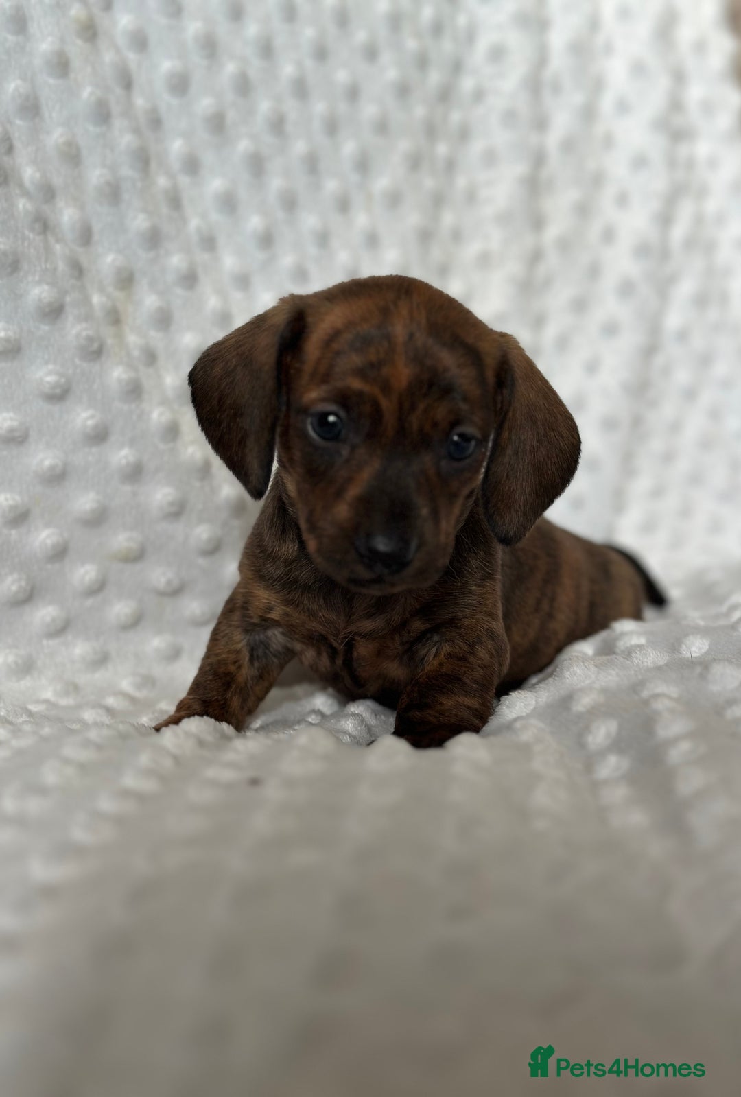 Miniature Dachshund dogs for sale: Champion lines mini Daschund last brindle boy  - Image 10