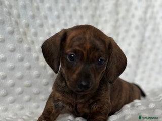 Miniature Dachshund dogs - Advert 2