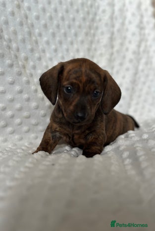 Miniature Dachshund dogs - Advert 4