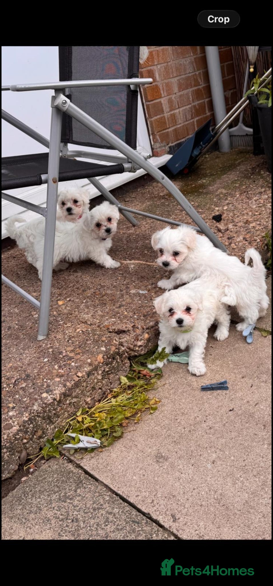 Maltese dogs Maltese puppy's - Advert 1