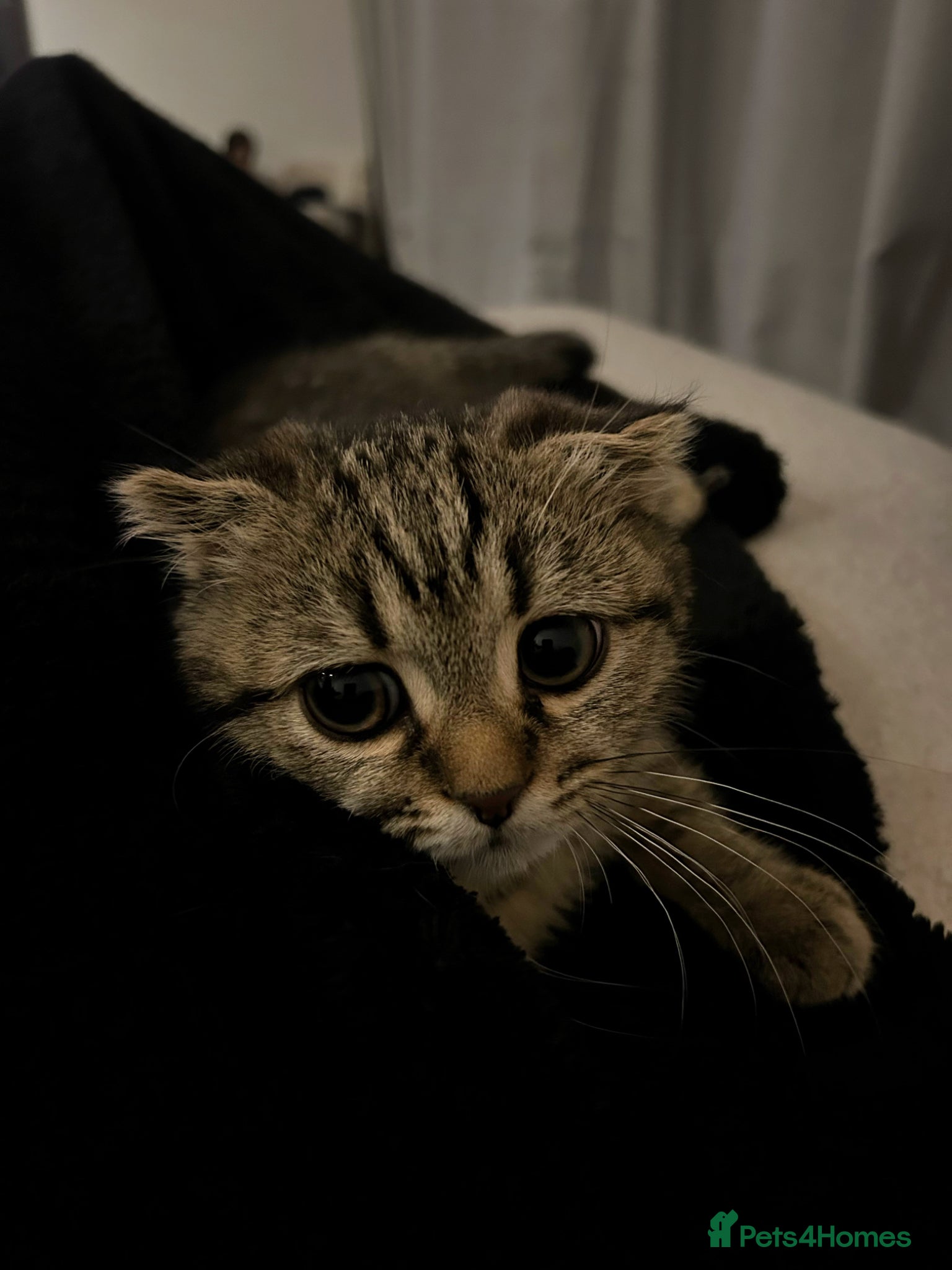 Scottish Fold cats Scottish fold for sale - Advert 1