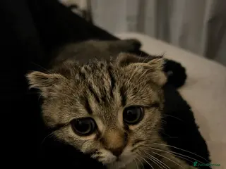 Scottish Fold cats Scottish fold for sale - Advert 1