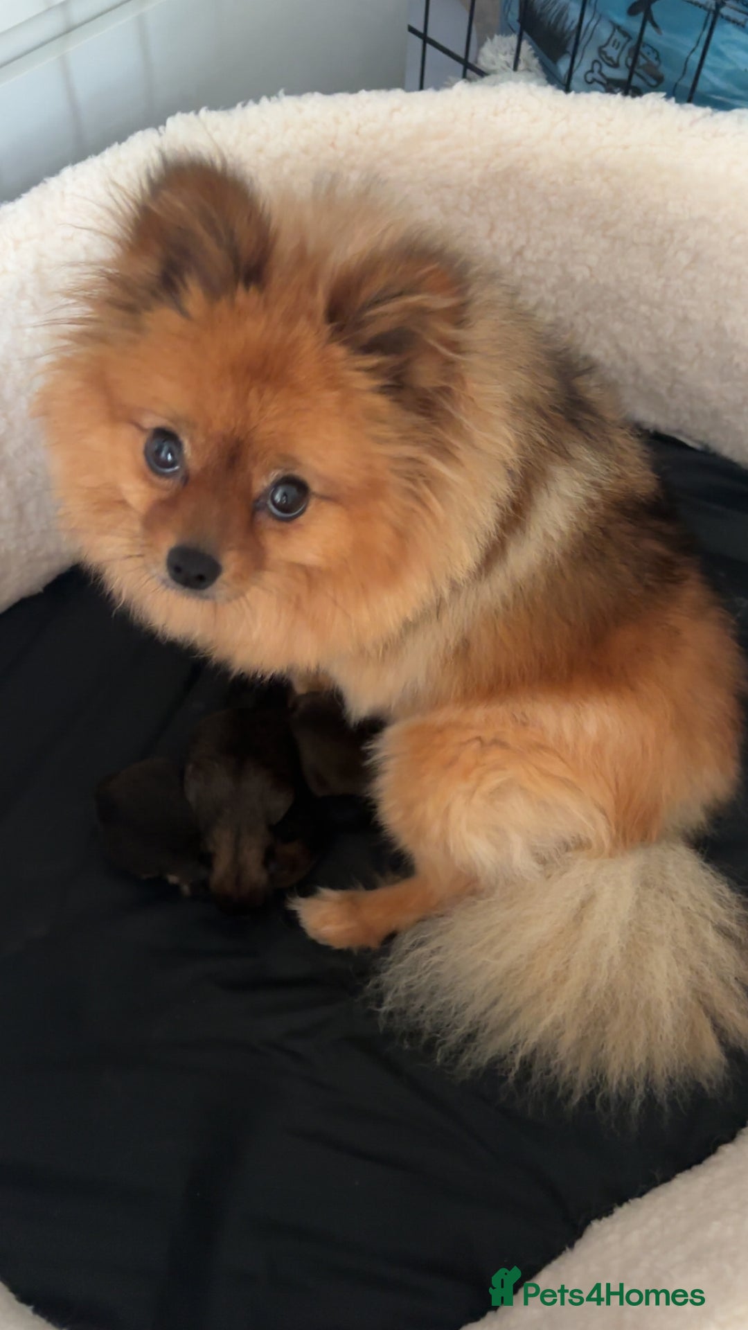 Pomeranian dogs for sale: Tiny Pomeranian puppys - Image 13