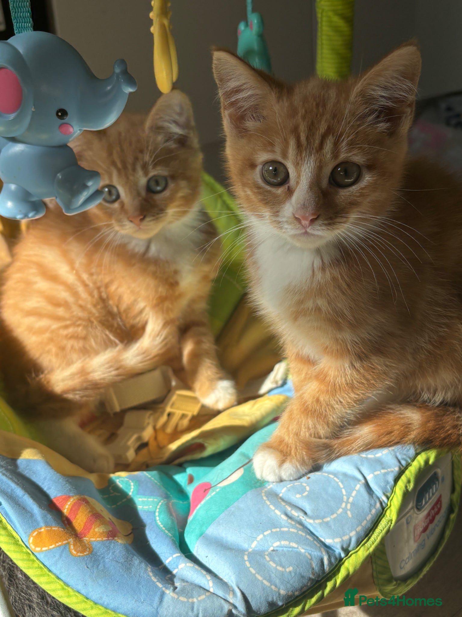 Domestic Shorthair cats Four kittens looking for homes - Advert 3