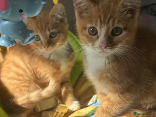 Domestic Shorthair cats Four kittens looking for homes - Advert 6