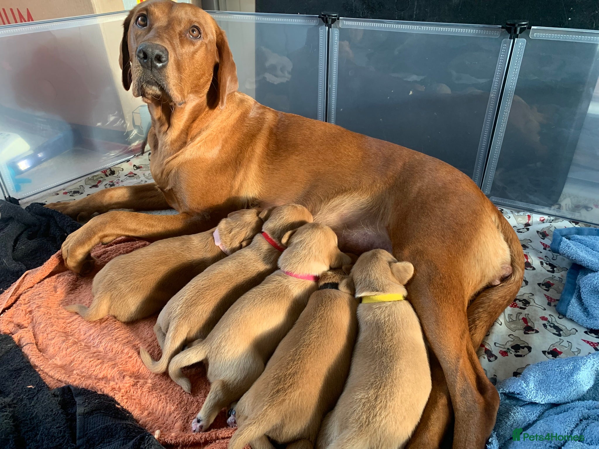 Labrador Retriever dogs ✨ Stunning 5 Male & 3 Female Fox Red Lab Puppies - Advert 2