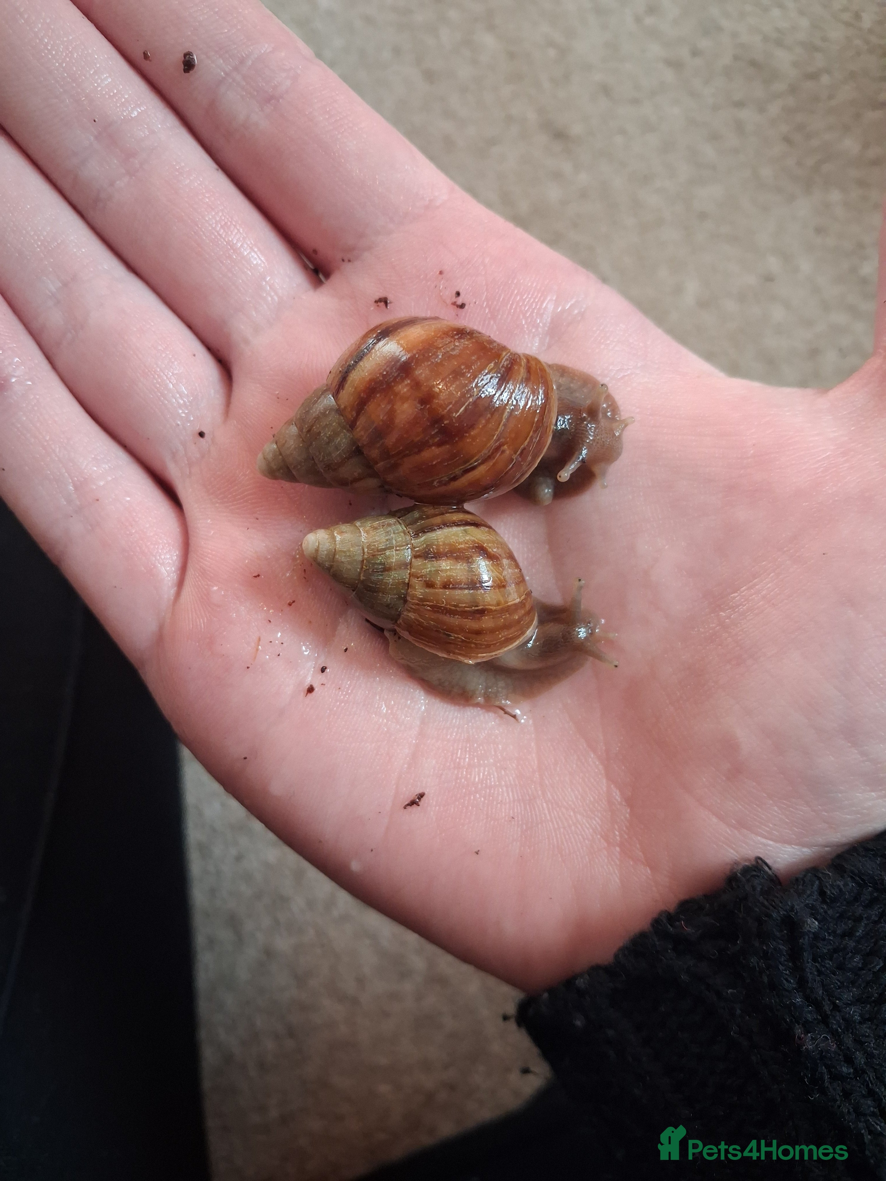 Snails invertebrates Giant african land snails for sale  - Advert 2