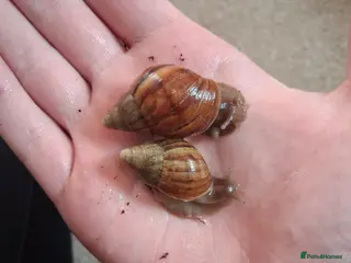 Snails invertebrates Giant african land snails for sale - Advert 2