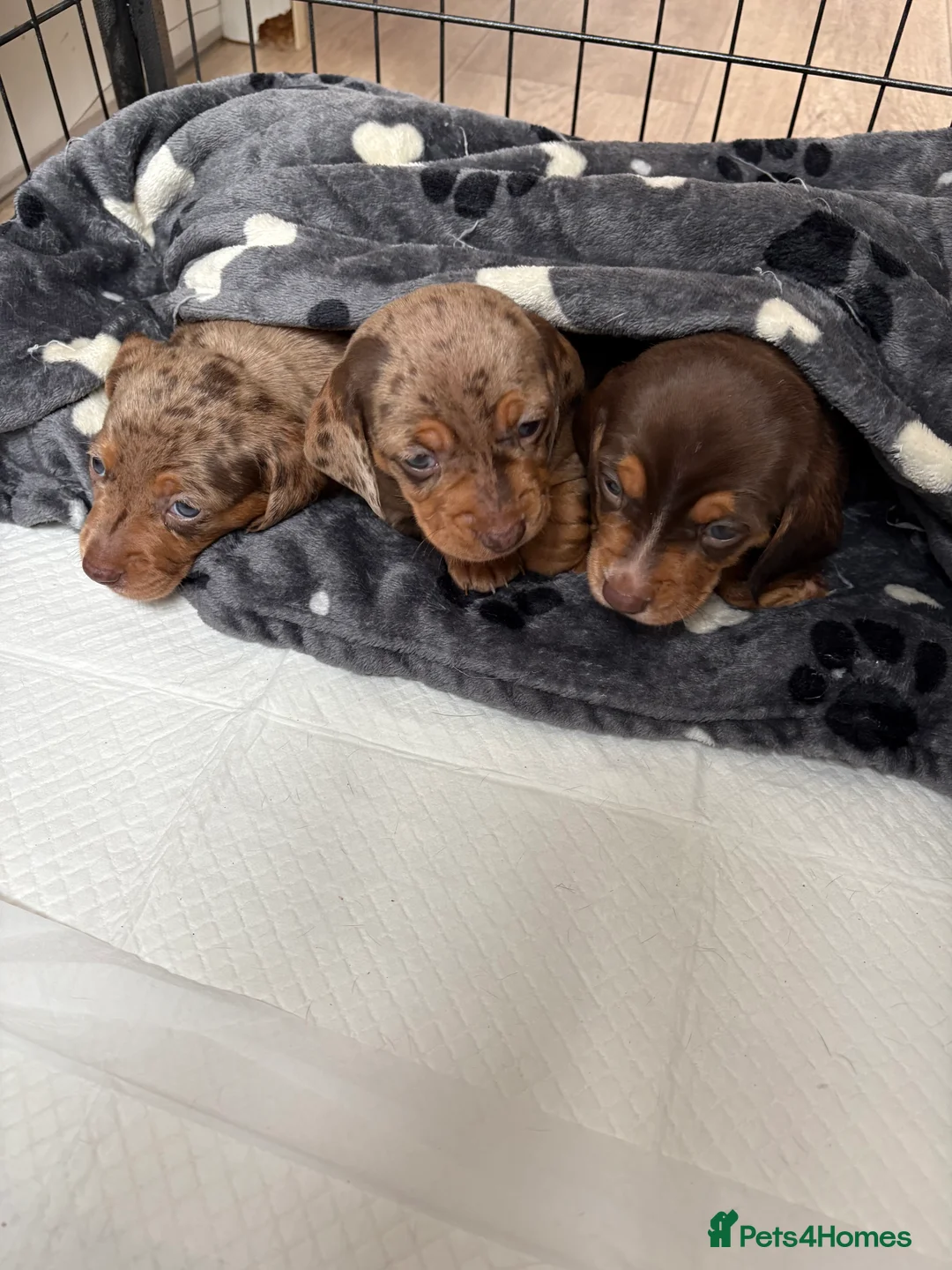 Miniature Dachshund dogs for sale: Miniature dachshund  - Advert 16