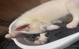 Utonagan dogs for sale: Last 2 Husky (Utonagon) Puppies - READY NOW - Image 18