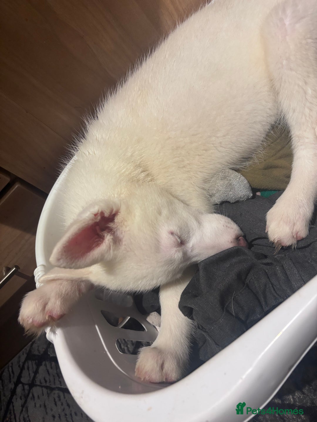 Utonagan dogs for sale: Last 2 Husky (Utonagon) Puppies - READY NOW - Image 18