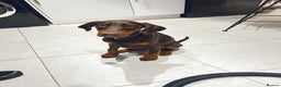 Dobermann dogs for sale: beautiful kc reg choc & Tan female 14 weeks 🏆  - Advert 4