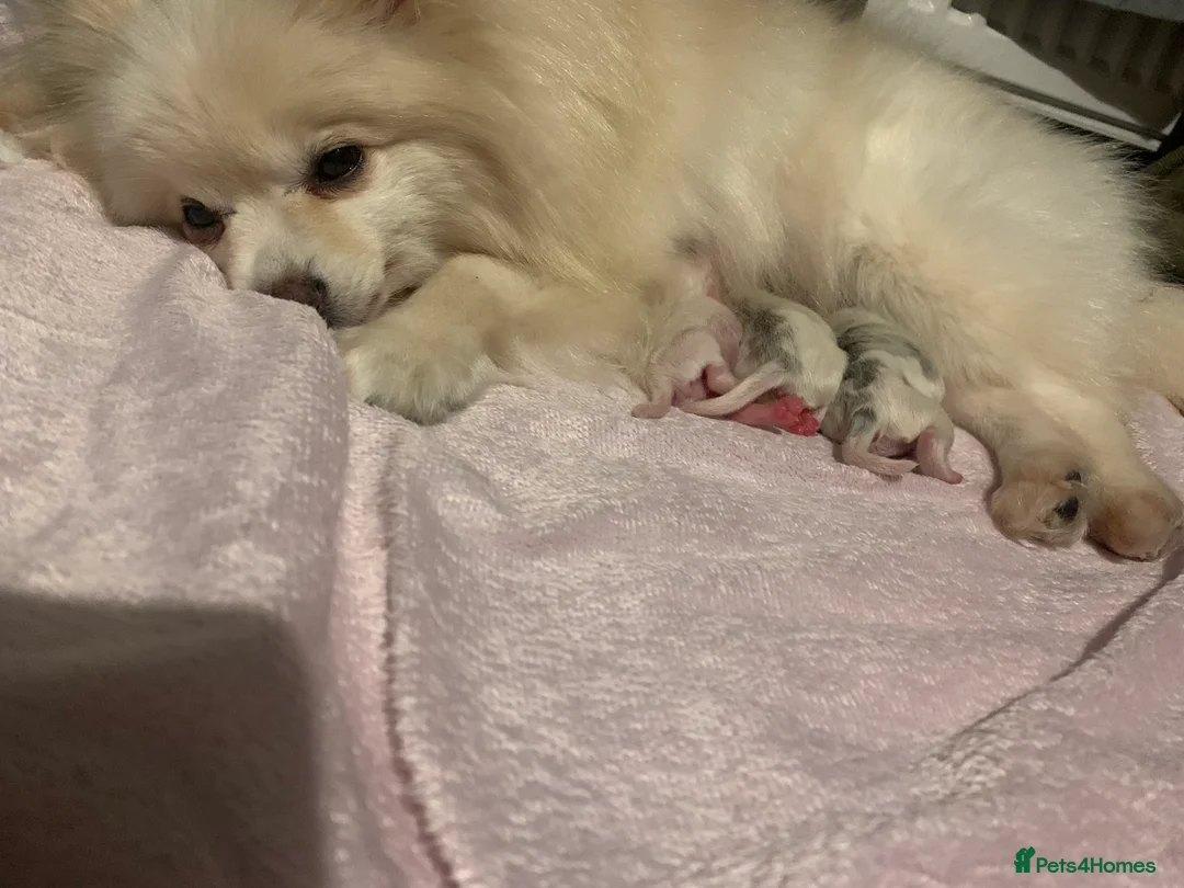 Mixed Breed dogs for sale: Beautiful white and blue Cockeranians  in Barnsley - Advert 2