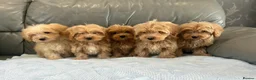 Coton De Tulear dogs for sale: COTON NOODLE PUPPIES READY NOW  - Advert 6