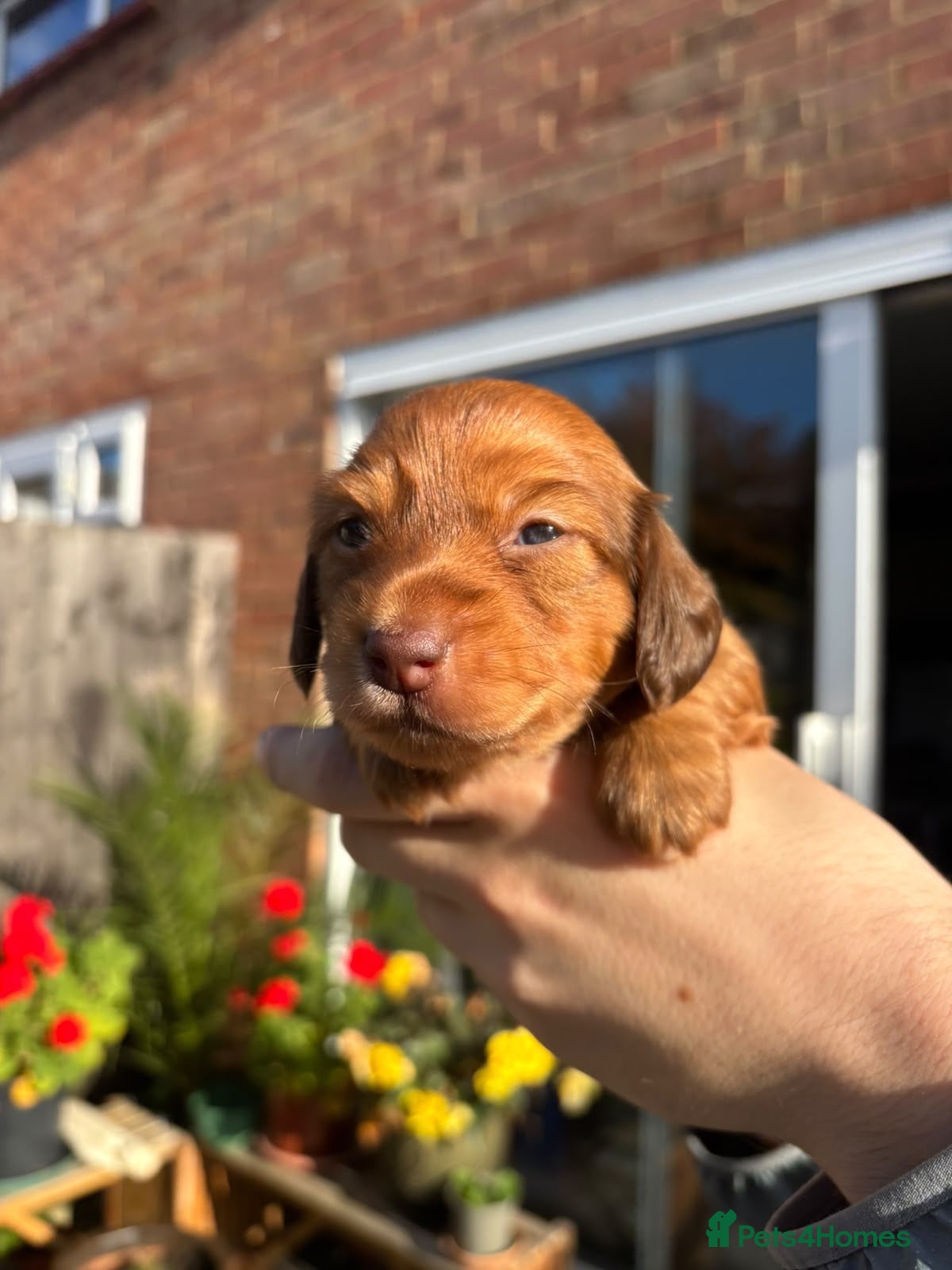 Miniature Dachshund dogs KC registered long haired Miniatures  - Advert 12