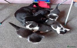Mixed Breed cats for sale: Male and female kittens for sale  - Image 12