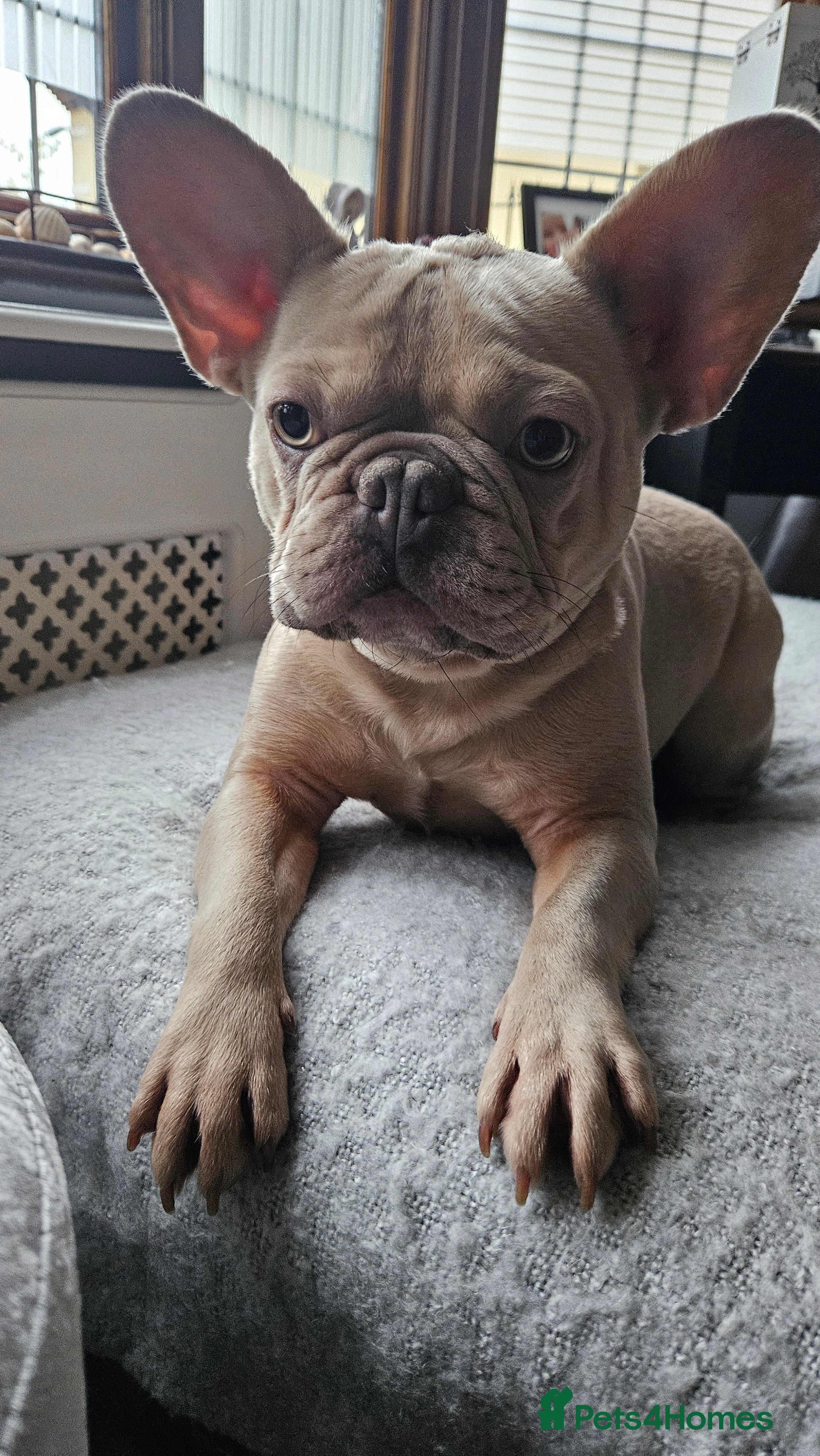 French Bulldog dogs Adorable Frenchy 2y.o. Essex - Advert 3