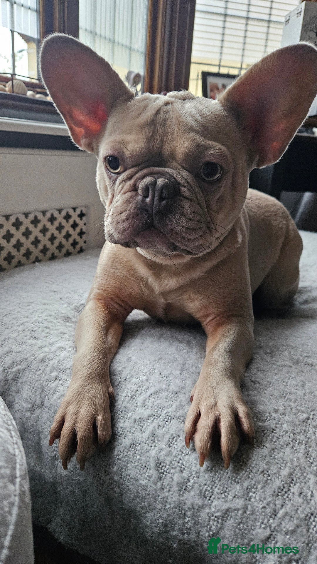 French Bulldog dogs for sale: Adorable Frenchy 2y.o. Essex - Advert 1