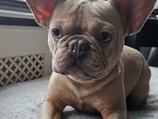 French Bulldog dogs Adorable Frenchy 2y.o. Essex - Advert 3