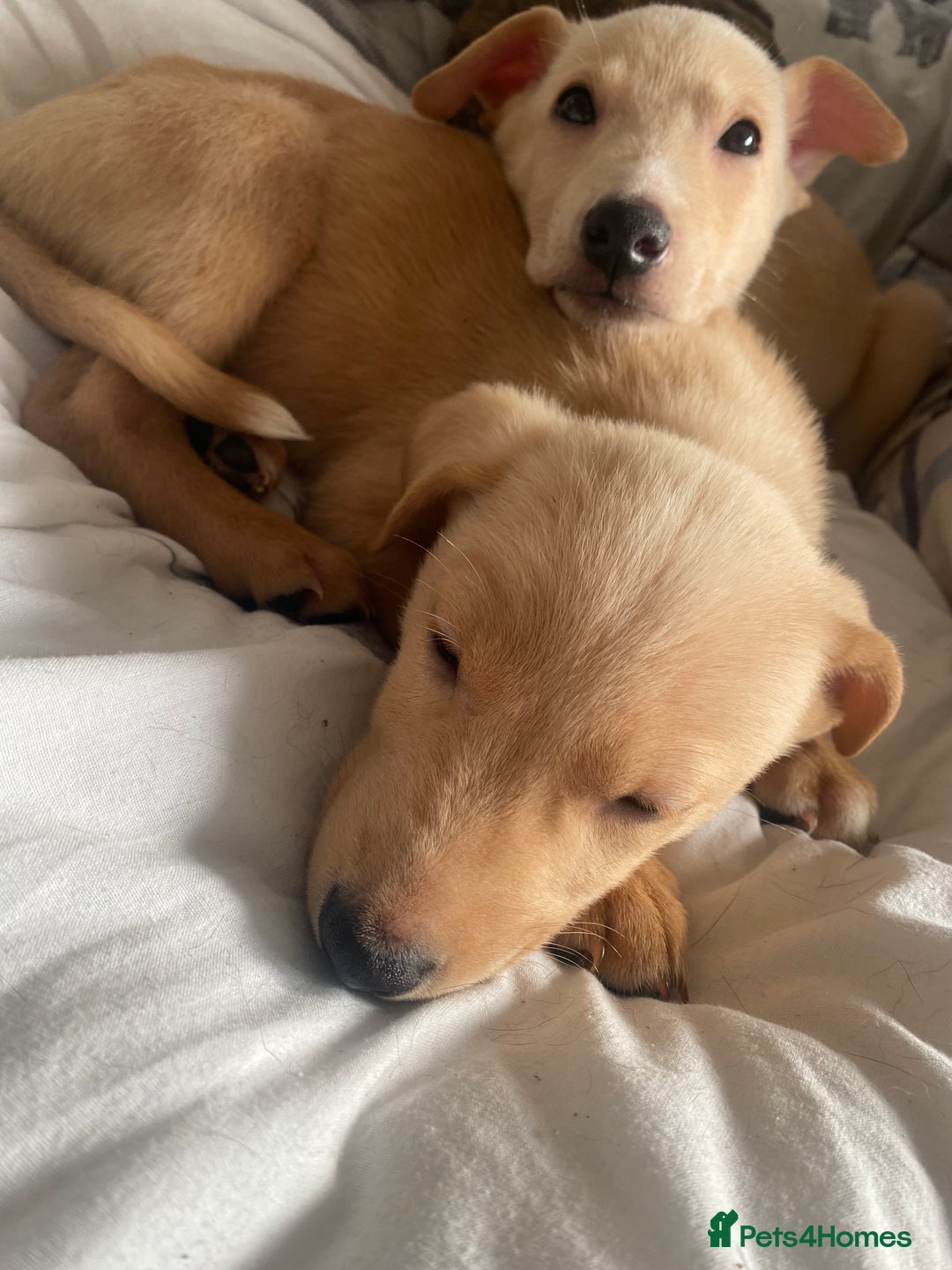 Lurcher dogs for sale: 2 male lurcher pups  - Image 7