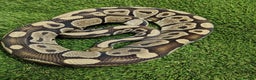 Python Snake reptiles for sale: Special royal python male - Advert 1
